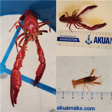 Red Swamp Crayfish (Procambarus clarkii) scientific trials were completed and published in the Journal of Survey in Fisheries Sciences.