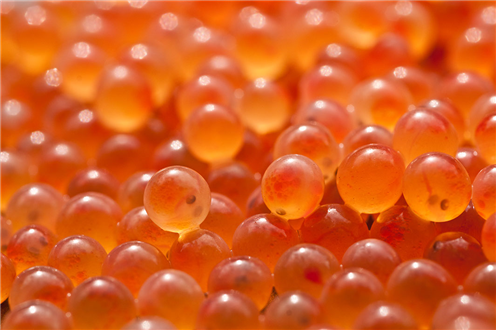 Rainbow Trout Eggs