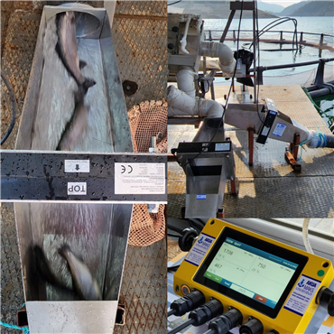 VAKI Hat Tipi Balık Sayım Sistemi,  Kılıç Deniz Ürünleri,  Kahramanmaraş alabalık kafes tesisinde devreye alındı